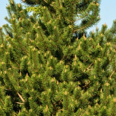 Сосна горная крючковатая - Dolina-Sad.Ru