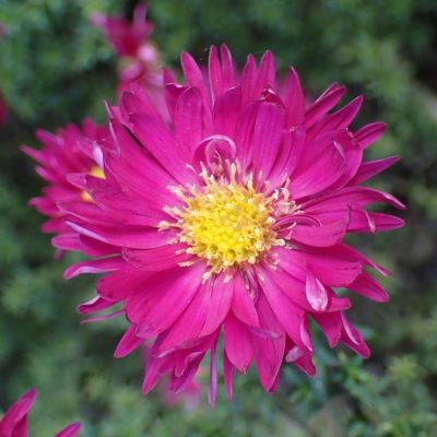 Астра новобельгийская Винсон Чирчил - Dolina-Sad.Ru