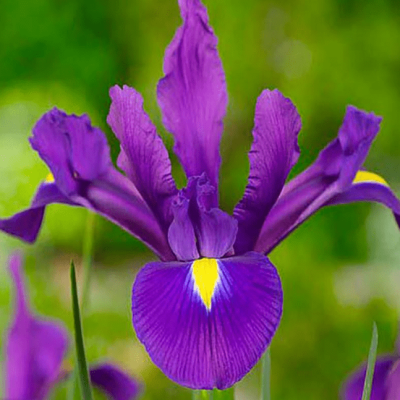 Ирис Перпл Сенсейшн Ирис Перпл Сенсейшн фото