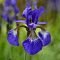 Ирис Блю Кинг Ирис Блю Кинг - Dolina-Sad.Ru