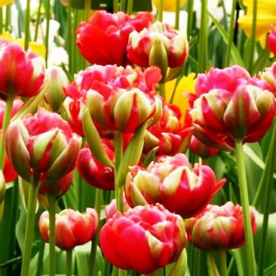 Тюльпан Реноун Юник Тюльпан Реноун Юник фото