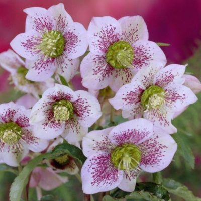 Морозник Претти Эллен Спотепд - Dolina-Sad.Ru