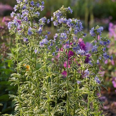 Синюха голубая Бриз Данжоу Синюха голубая Бриз Данжоу - Dolina-Sad.Ru