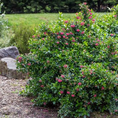 Эскаллония Дартс Роуз Ред Эскаллония Дартс Роуз Ред фото