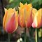 Тюльпан Лонг Леди Тюльпан Лонг Леди фото