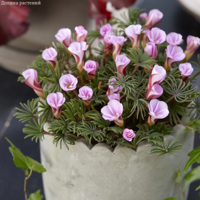 Кислица Розовая Осень - Dolina-Sad.Ru