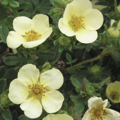 Лапчатка Примроуз Бьюти Лапчатка Примроуз Бьюти - Dolina-Sad.Ru