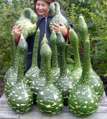 Лагенария Гусь в яблоках фото