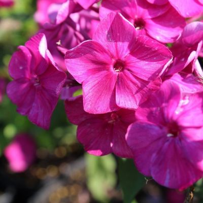 Флокс метельчатый Бамбини Примадонна - Dolina-Sad.Ru