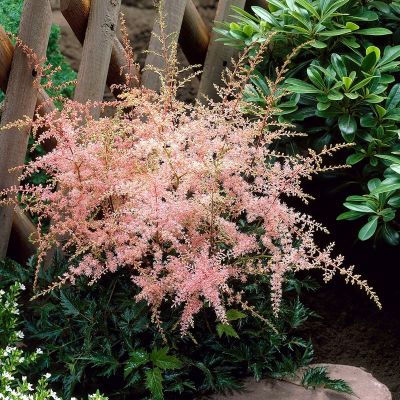 Астильба простолистная Спрайт - Dolina-Sad.Ru