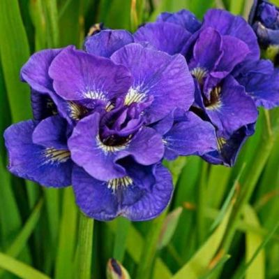 Ирис Каблуе Ирис Каблуе - Dolina-Sad.Ru