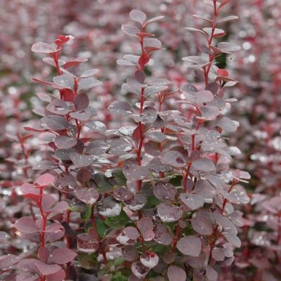 Барбарис Тунберга Шоколад Саммер, С3 Барбарис Тунберга Шоколад Саммер, С3 - Dolina-Sad.Ru