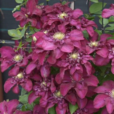 Клематис Ян lll Собески Клематис Ян lll Собески - Dolina-Sad.Ru