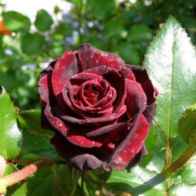 Роза Блэк Мэджик Роза Блэк Мэджик - Dolina-Sad.Ru