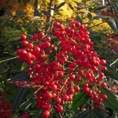 Нандина домашняя Ричмунд Нандина домашняя Ричмунд - Dolina-Sad.Ru