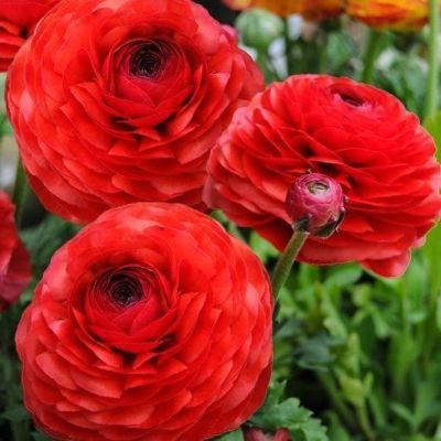 Ранункулюс Ред фото