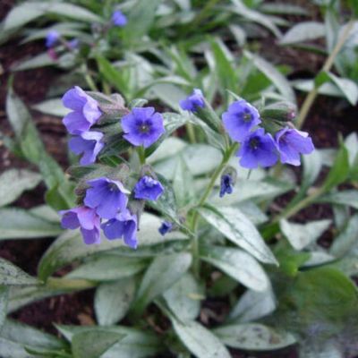 Медуница Самурай Медуница Самурай - Dolina-Sad.Ru