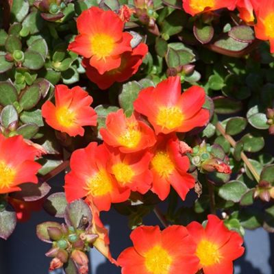 Портулак Капкейк Каррот - Dolina-Sad.Ru