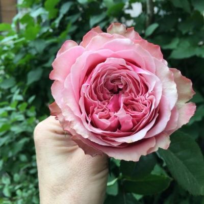 Роза Белиз - Dolina-Sad.Ru