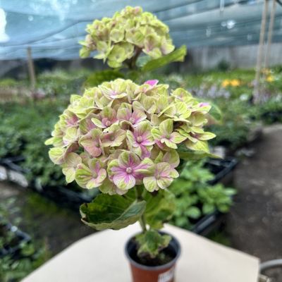 Гортензия крупнолистная Мэджикал Сноутайм Гортензия крупнолистная Мэджикал Сноутайм фото