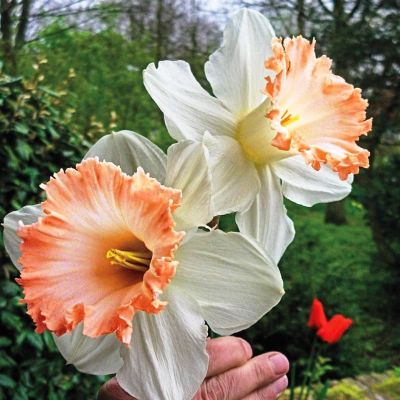 Нарцисс Бритиш Гембл фото