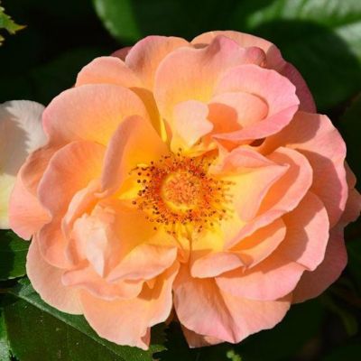 Роза Арабия Роза Арабия - Dolina-Sad.Ru