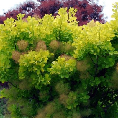 Скумпия кожевенная Голден Спирит Скумпия кожевенная Голден Спирит фото