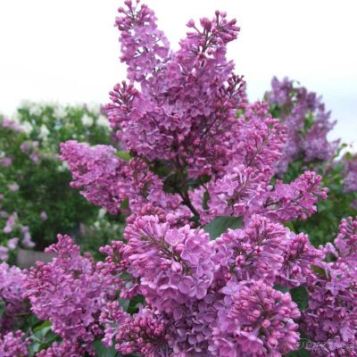 Сирень обыкновенная Аметист Сирень обыкновенная Аметист фото