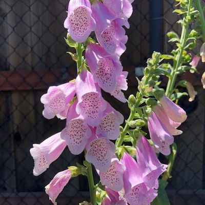 Наперстянка пурпурная Виртуоза Лавендер Наперстянка пурпурная Виртуоза Лавендер - Dolina-Sad.Ru