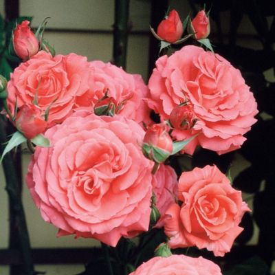 Роза Клайминг Америка Роза Клайминг Америка - Dolina-Sad.Ru