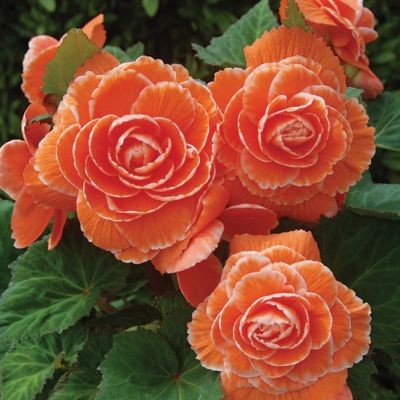 Бегония Пикоти Лэйс Орандж Бегония Пикоти Лэйс Орандж фото