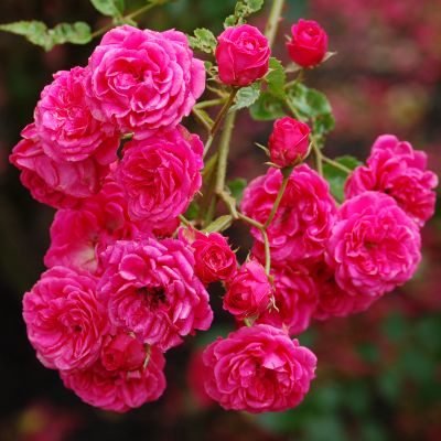 Роза Эльмшорн Роза Эльмшорн фото