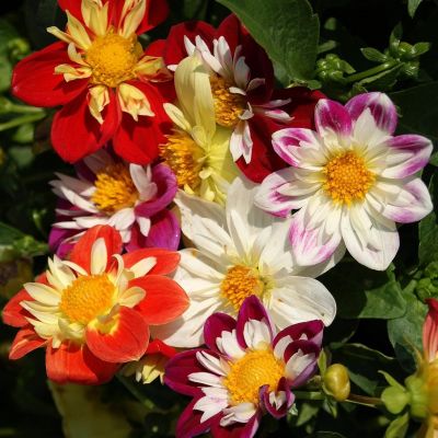 Микс Георгин Коларетте Микс Георгин Коларетте - Dolina-Sad.Ru