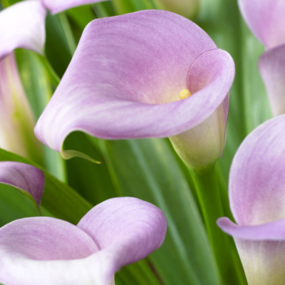 Калла Руби Лайт Пинк Айс Калла Руби Лайт Пинк Айс фото