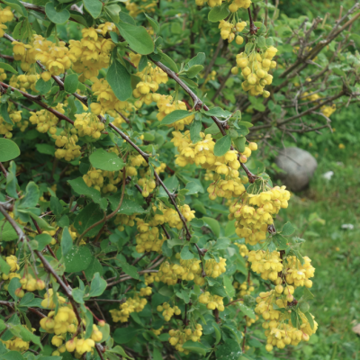 Барбарис Шароплодный Барбарис Шароплодный - Dolina-Sad.Ru