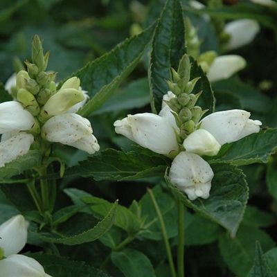 Хелоне косая Альба - Dolina-Sad.Ru