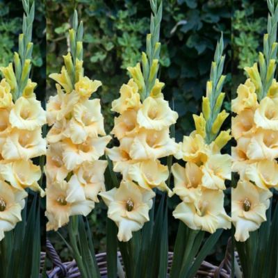 Гладиолус Бамбино Сан Гладиолус Бамбино Сан - Dolina-Sad.Ru