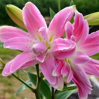 Лилия Лотус Бриз Лилия Лотус Бриз - Dolina-Sad.Ru