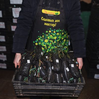 Роза Бель Анж Роза Бель Анж фото