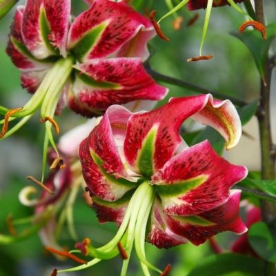 Лилия Блэк Бьюти Лилия Блэк Бьюти - Dolina-Sad.Ru