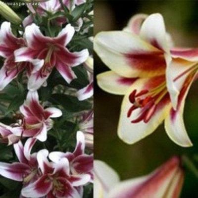 Лилия Лесли Вудриф+ Пэшн Мун Лилия Лесли Вудриф+ Пэшн Мун фото