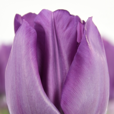 Тюльпан Сайгон Тюльпан Сайгон - Dolina-Sad.Ru