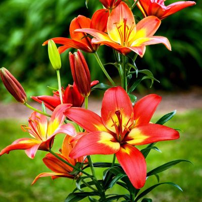 Лилия Форевер Линда Лилия Форевер Линда фото