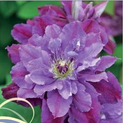 Клематис Берздей Герл Клематис Берздей Герл - Dolina-Sad.Ru