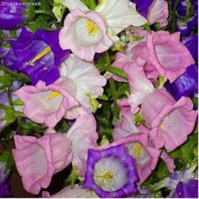 Колокольчик Махровый Средний Колокольчик Махровый Средний фото