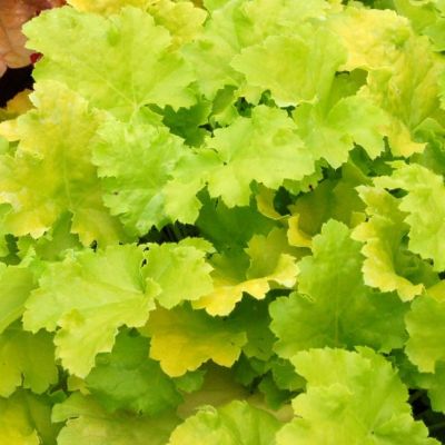 Гейхера Лайм Рики Гейхера Лайм Рики - Dolina-Sad.Ru