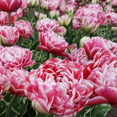 Тюльпан Дазлинг Дизаер Тюльпан Дазлинг Дизаер фото