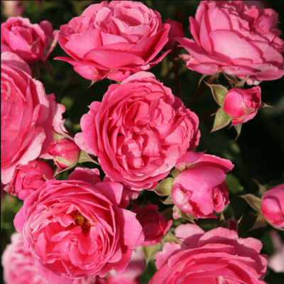 Роза Моин Моин Роза Моин Моин фото