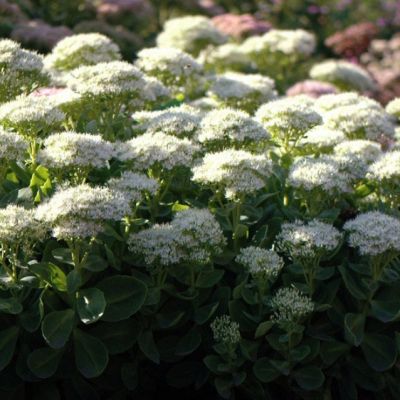 Седум видный Стардаст , С1,5 Седум видный Стардаст , С1,5 фото