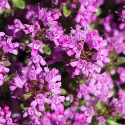 Тимьян Пурпуртепич , P9 Тимьян Пурпуртепич , P9 фото